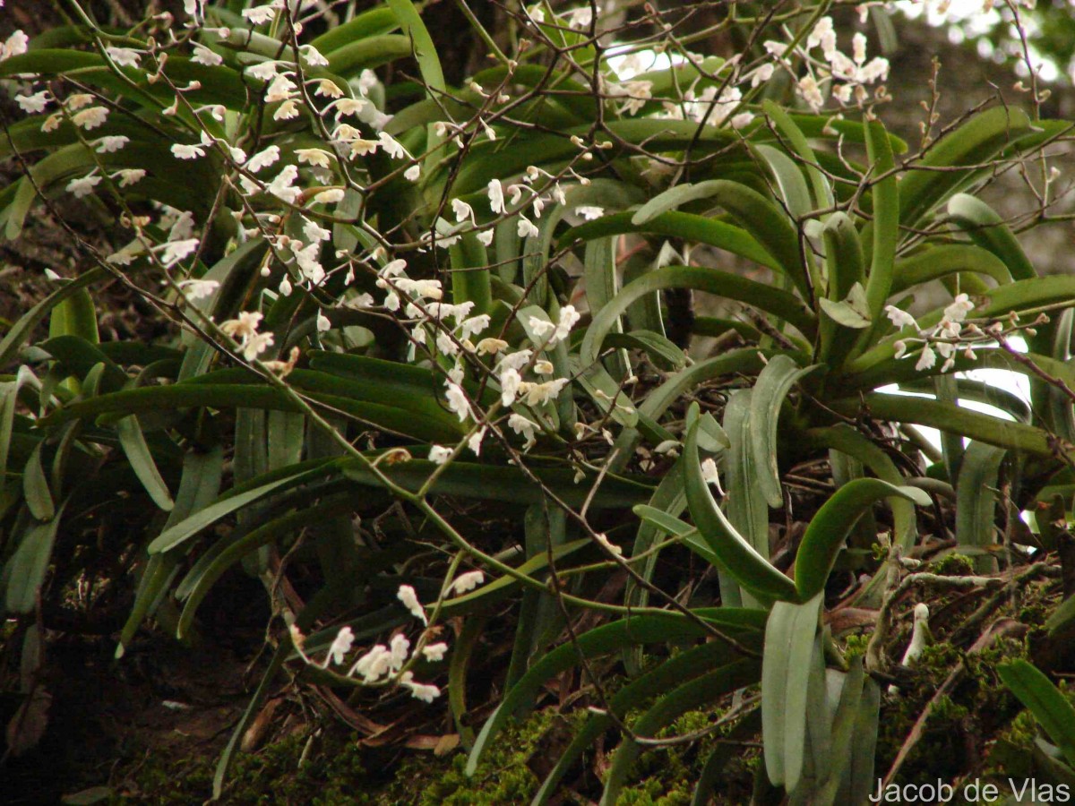Aerides ringens (Lindl.) C.E.C.Fisch.